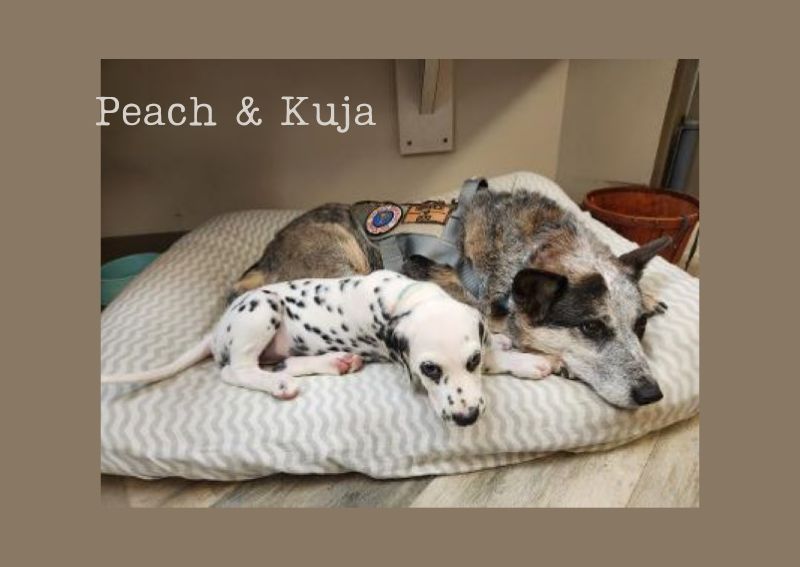 Meadowlands Veterinary Hospital Washington Veterinary Hospital